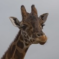 320-9952 Safari Park - Giraffe